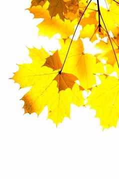 秋天框架下降叶子秋天叶子边境色彩斑斓的秋天插图秋天下降叶子图片色彩斑斓的下降叶子插图高质量照片