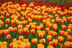 色彩斑斓的春天郁金香字段明亮的橙色郁金香五彩缤纷的充满活力的红色的黄色的花郁金香蓝色的天空春天花背景