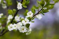 李子树花朵春天公园美丽的自然背景春天农村