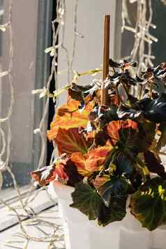 叶子室内植物能窗台上