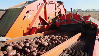 特写镜头红色的彩色的土豆收割机挖掘的地方土豆输送机带特殊的容器农场机械收获新鲜的有机土豆农业场早期秋天