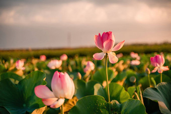 日出场荷花粉红色的<strong>莲</strong>花<strong>莲</strong>属椰子摇摆风背景绿色叶子<strong>莲</strong>花场湖自然环境