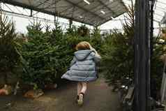 女孩选择圣诞节诺曼树商店
