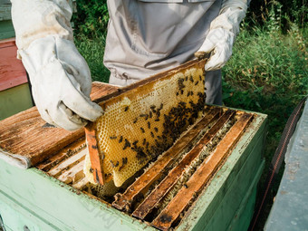 养蜂人删除蜂窝蜂巢人养蜂人西装采取蜂蜜蜂巢农民穿蜜蜂西装工作蜂窝养蜂场养蜂农村有机农业