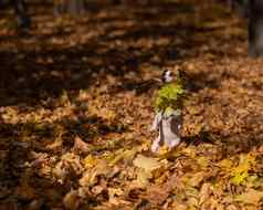 杰克罗素梗狗持有黄色的枫木叶走秋天公园
