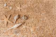 沙子贝壳背景夏天时间概念海贝壳海星沙子