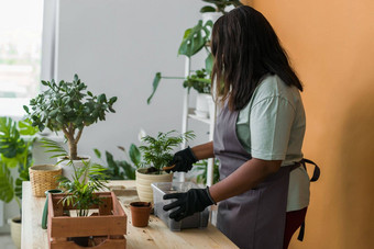 非洲美国女人移植植物能首页园艺室内爱好休闲培养有爱心的<strong>室内盆栽</strong>植物种植绿色植物花能