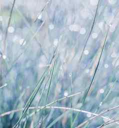 蓝色的白色背景观赏草水滴软焦点