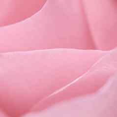 粉红色的玫瑰花花瓣宏花背景假期设计