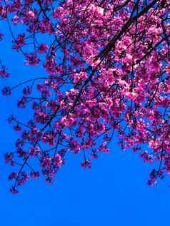 春天横幅开花背景樱桃开花分支精致的春天花粉红色的春天樱桃开花樱桃树分支春天粉红色的花孤立的蓝色的美丽的花盛开的分支孤立的蓝色的背景春天季节