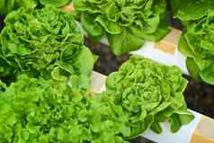 绿色球生菜生菜日益增长的温室有机蔬菜水培系统农业水培概念