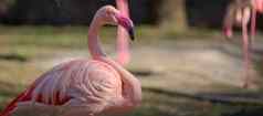 粉红色的火烈鸟站自然野生鸟