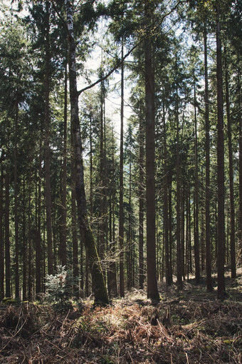垂直拍摄红木森林施陶芬布赖斯高德国