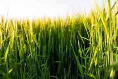 绿色年轻的不成熟的大麦生长特写镜头农业作物大麦农业获得粮食作物