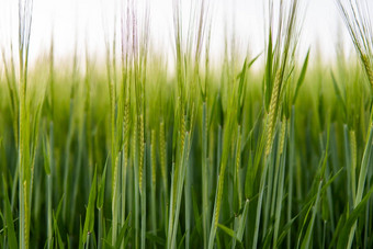 年轻的绿色大麦日益增长的农业场春天生谷物概念农业有机食物大麦<strong>发芽</strong>日益增长的土壤关闭<strong>发芽</strong>大麦日落