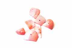 粉红色的贝壳孤立的白色背景
