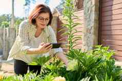 女人休息春天花园拍摄智能手机开花布什黄色的牡丹