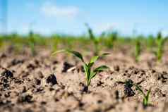 关闭播种玉米植物绿色年轻的玉米玉米植物日益增长的土壤农业场景玉米的豆芽地球特写镜头