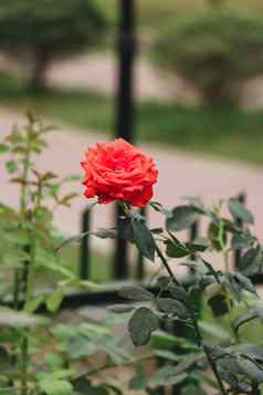红色的玫瑰盛开的花园绿色树单红色的玫瑰花美丽的玫瑰花特写镜头照片自然模糊背景肖像拍的盛开的芙蓉花