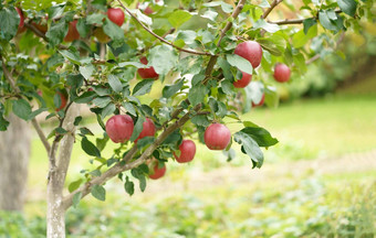 秋天一天花园框架成熟的红色的<strong>苹果</strong>树成熟的红色的<strong>苹果苹果</strong>准备好了收获<strong>苹果</strong>种植园