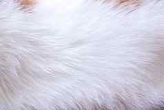 背景纹理动物的短白色外套