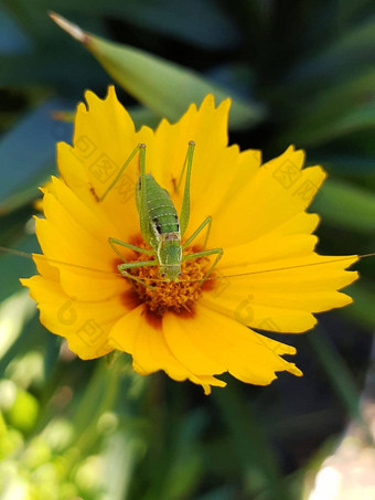 蚱蜢喂养花粉花特写镜头