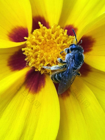 蜜蜂收集花粉黄色的花