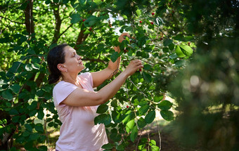拉丁美国女人生态农场工人站梯收集成熟的樱桃浆果生态果园生态农业