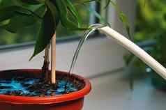 浇水室内植物植物护理浇水在室内室内植物锅窗台上