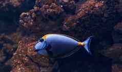 caesio特雷斯鱼水下关闭视图热带动物生活海洋
