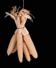 玉米粮食合适的播种玉米粗燕麦粉爆米花干玉米内核群干玉米玉米穗轴黑色的背景