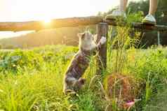 毛茸茸的灰色的猫划痕爪子木栅栏日落自然景观背景