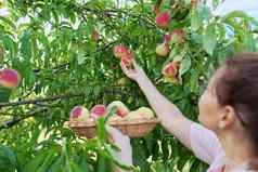 女人篮子新鲜的桃子果园收获桃子农场