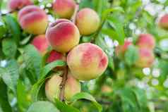 桃子收获树成熟的美丽的美味的桃子分支