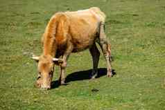棕色（的）牛放牧草场