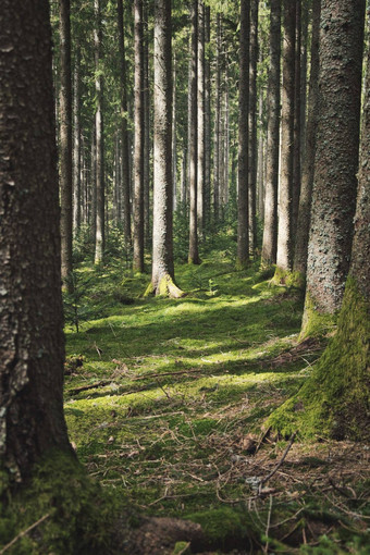 垂直拍摄红木森林施陶芬布赖斯高德国