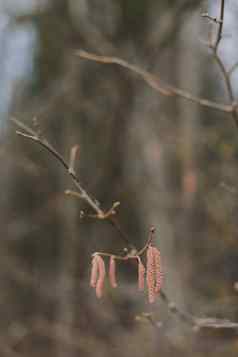 桦木分支味蕾耳环春天觉醒自然春天过敏概念桦木味蕾春天分支自然背景