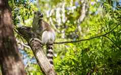 环尾狐猴狐猴纸坐着树自然栖息地马达加斯加森林