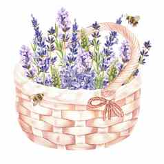 水彩植物插图篮子薰衣草花飞行大黄蜂孤立的白色背景紫色的花束场草本植物设计化妆品装饰花商店