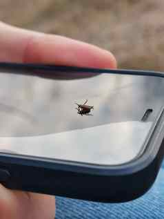蜱虫棕色（的）了智能手机显示春天森林
