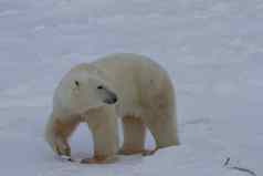 极地熊熊属maritimus走雪阴一天丘吉尔曼尼托巴加拿大