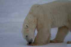 极地熊熊属maritimus吃海藻阴一天丘吉尔曼尼托巴加拿大