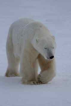 极地熊熊属maritimus走雪阴一天丘吉尔曼尼托巴加拿大