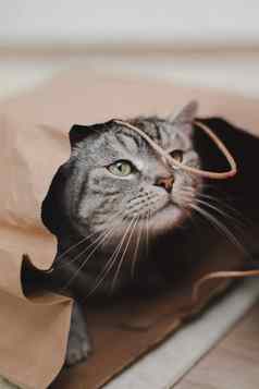 灰色的有趣的虎斑猫戏剧棕色（的）纸袋有趣的宠物玩首页概念交付包装购物虎斑猫工艺纸袋