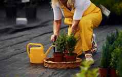 黄色的彩色的统一的高级女人花园白天概念植物季节