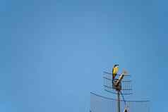 黄色的好你了鸟栖息电视天线蓝色的天空
