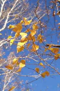 美丽的场景桦树黄色的秋天桦木森林10月