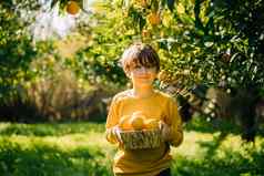 肖像可爱的农民男孩持有柳条篮子完整的新鲜的有机橙子快乐孩子孩子眼镜收获蔬菜水果绿色橙色花园在户外树背景