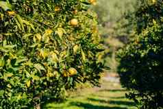 橙子果园新鲜的有机多汁的成熟的柑橘类水果挂日益增长的树分支绿色风景优美的人行道路径水果花园农场土地种植园橘园