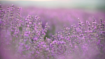薰衣草场日落盛开的紫色的香薰衣草花背景日落天空